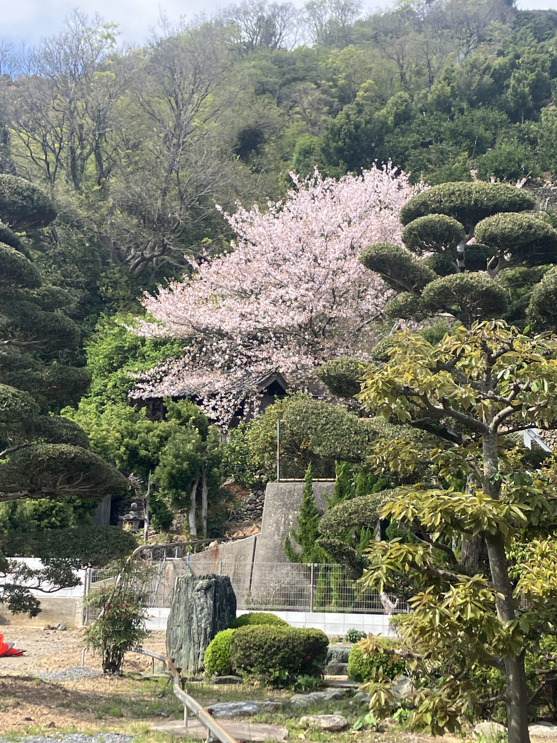 桜をみながら仕事が出来るって幸せ！　～有田市～